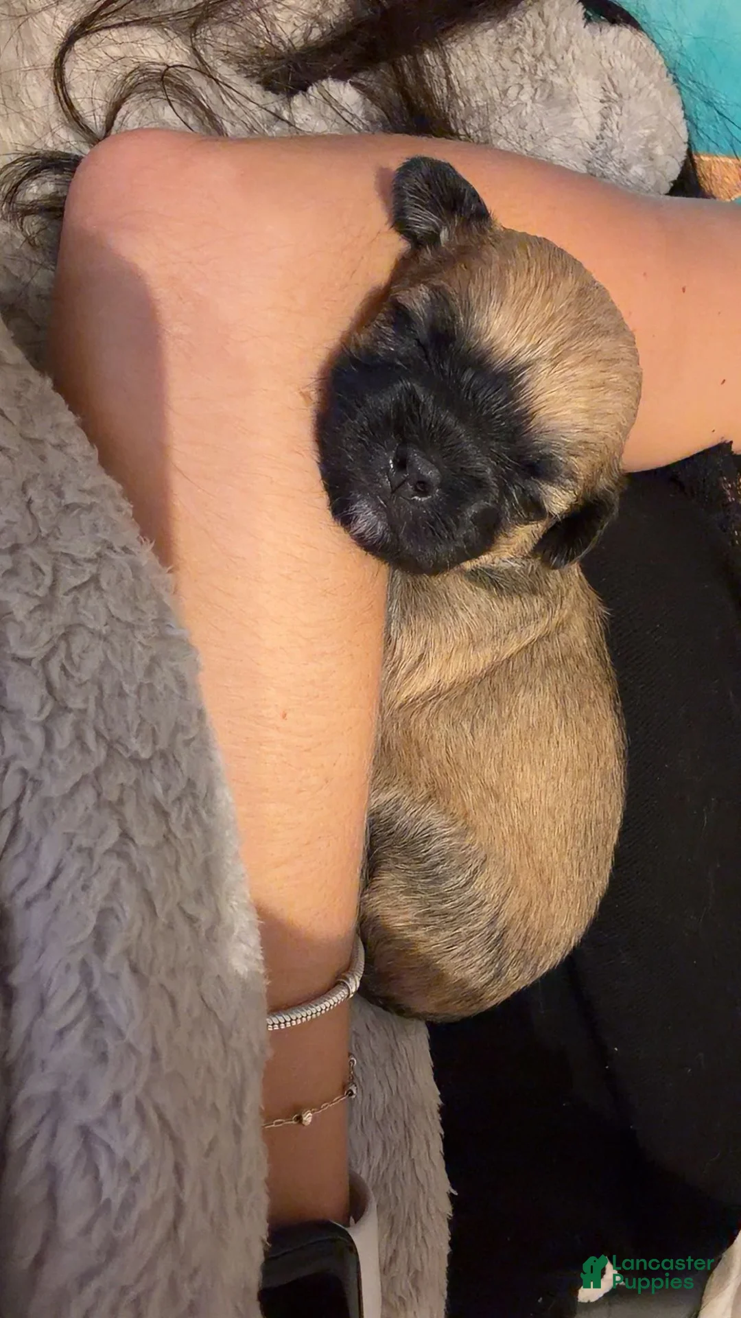 Shih Tzu dogs for sale: Shih Tzu 1 - Ad 1