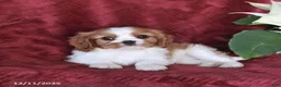 Cavalier King Charles Spaniel dogs for sale: Alex - Ad 4