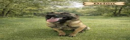 Belgian Malinois dogs for sale: Orion - Ad 2