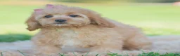 Cavapoo dogs for sale: Cinnabun - Ad 5