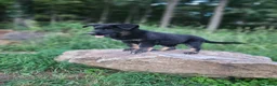 German Shepherd dogs for sale:  Timba - Ad 8