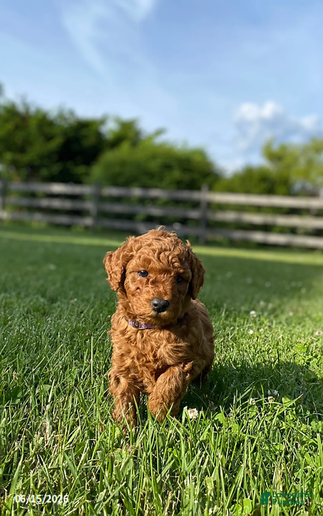 Miniature Labradoodle dogs for sale: Hazel - Ad 1