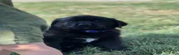 Mixed Breed dogs for sale: Midnight  - Ad 6