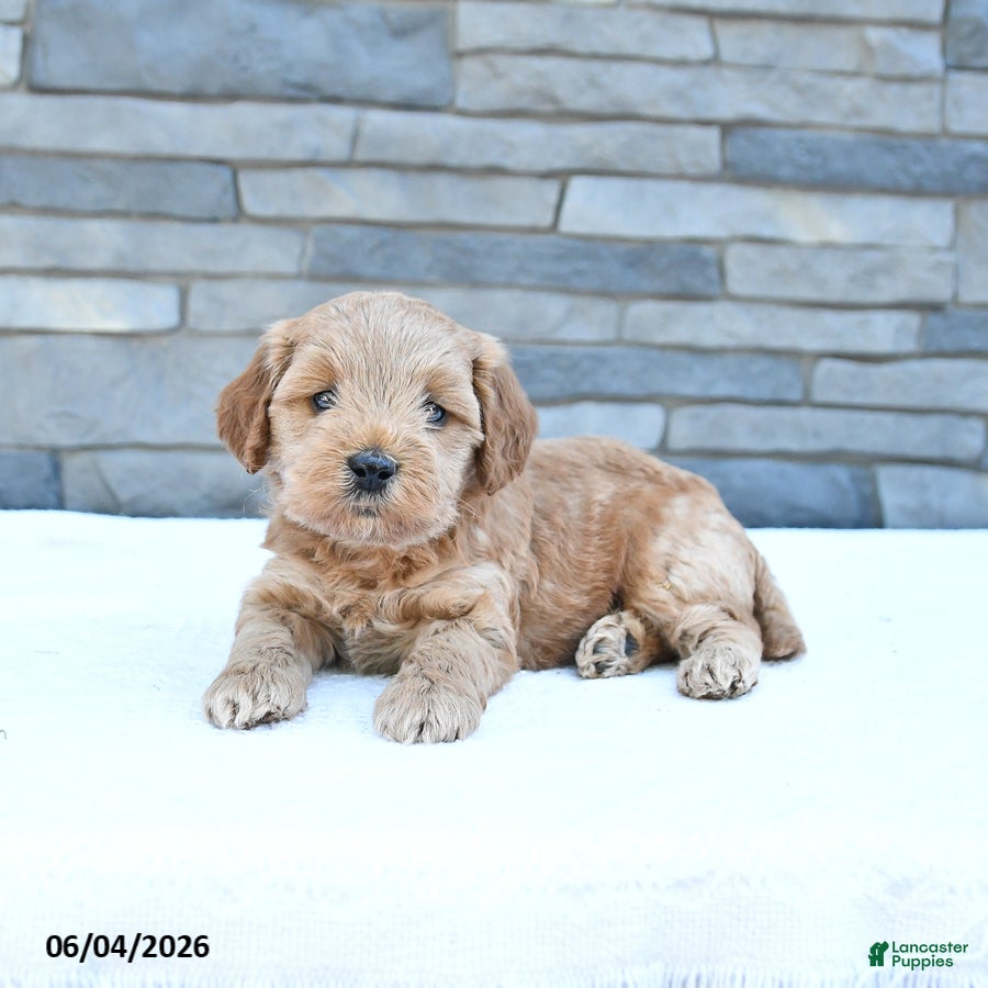 Cockapoo dogs Royal - Ad 2