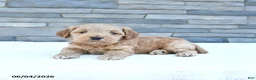 Cockapoo dogs for sale: Royal - Ad 2