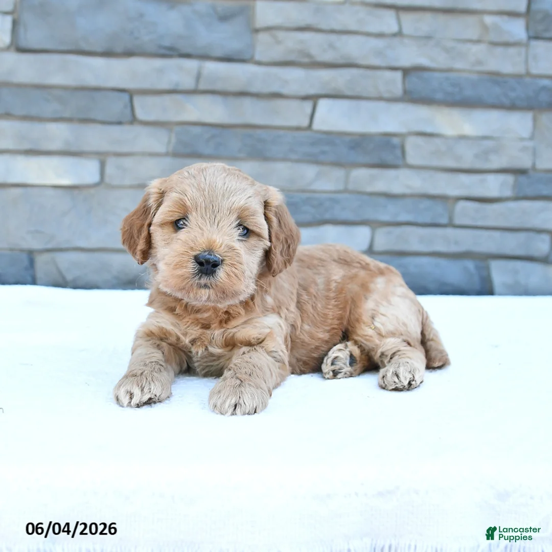 Cockapoo dogs for sale: Royal - Ad 2
