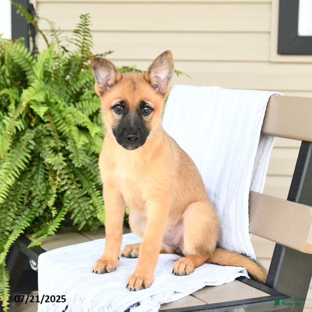 Mixed Breed dogs for sale: Thea - Ad 13