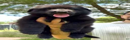 German Shepherd dogs for sale: Ranger - Ad 7