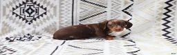 Miniature Dachshund dogs for sale: Macy - Ad 2
