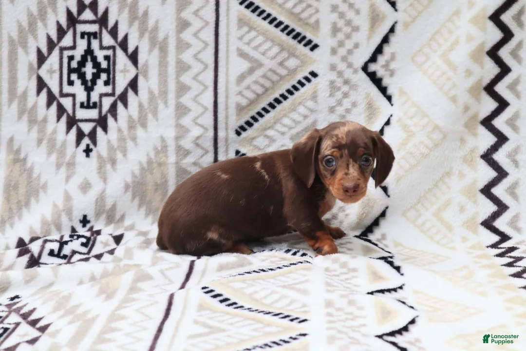 Miniature Dachshund dogs for sale: Macy - Ad 2