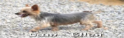 Yorkshire Terrier dogs for sale: Teddy - Ad 10