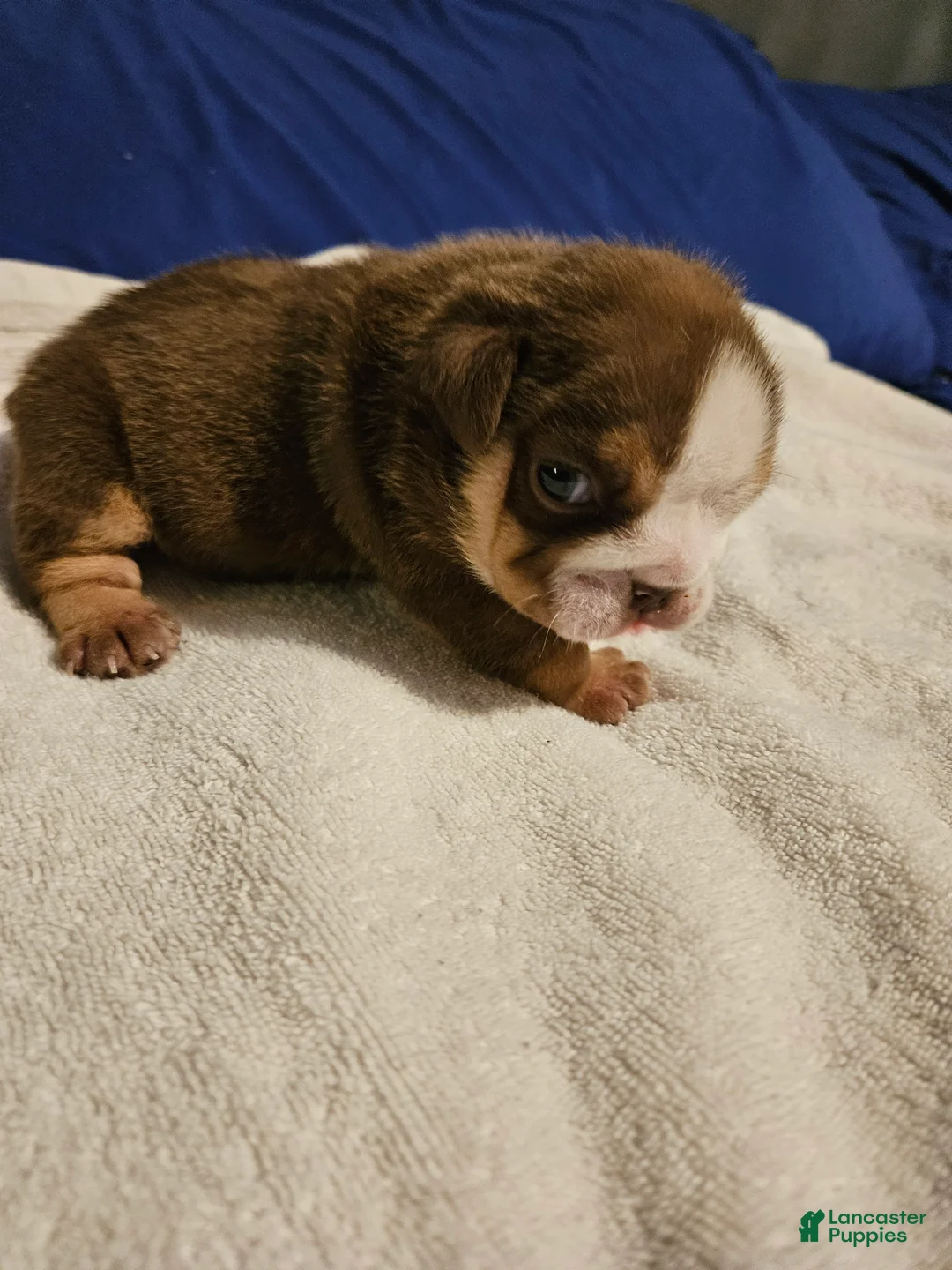 English Bulldog dogs for sale: English Bulldog Puppy 1 - Ad 6