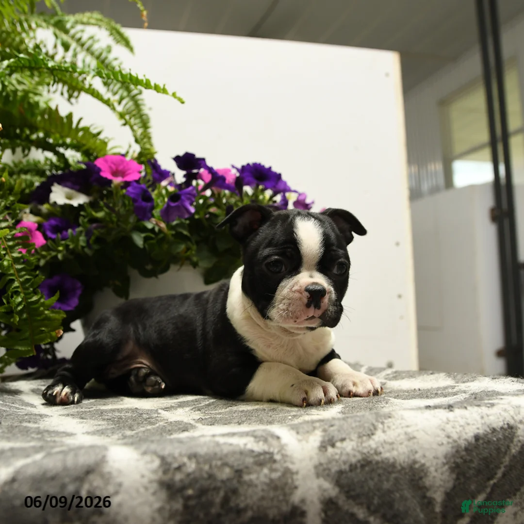 Boston Terrier dogs for sale: Gus - Ad 5