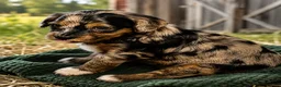 Bernedoodle dogs for sale: Pluto - Ad 7