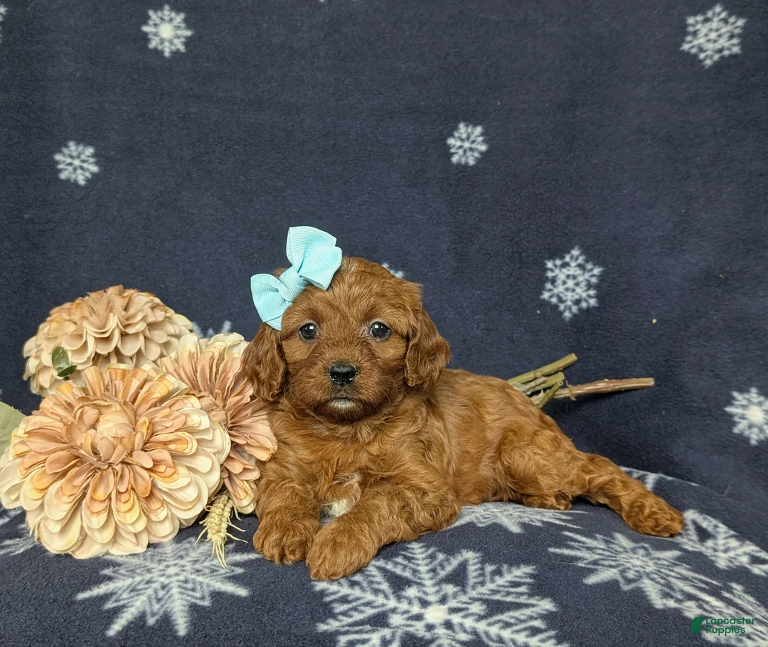Cavapoo dogs for sale: Karinna - Ad 6