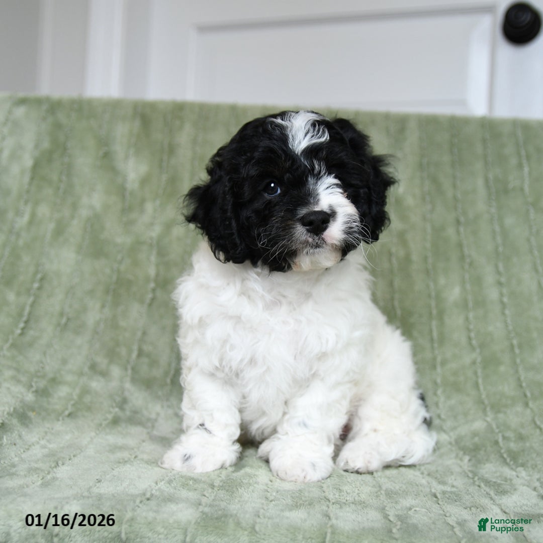 Cavapoo dogs for sale: Komet - Ad 4