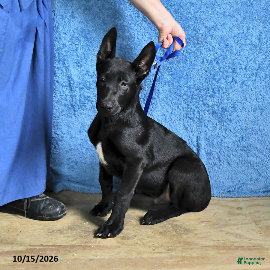 Belgian Malinois dogs for sale: Ron  - Ad 2