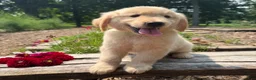 Golden Retriever dogs for sale: Finn - Ad 6