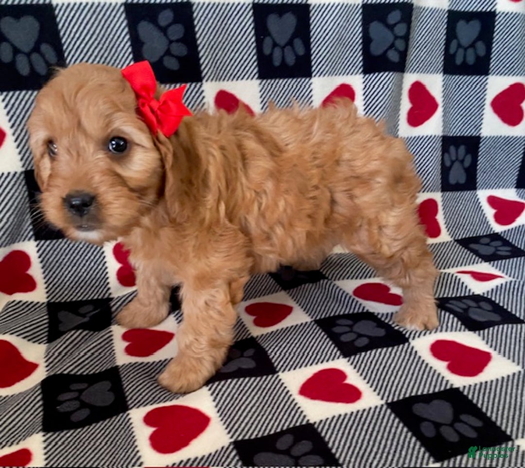Mini Goldendoodle dogs for sale: Diamond- mini/ medium - Ad 4