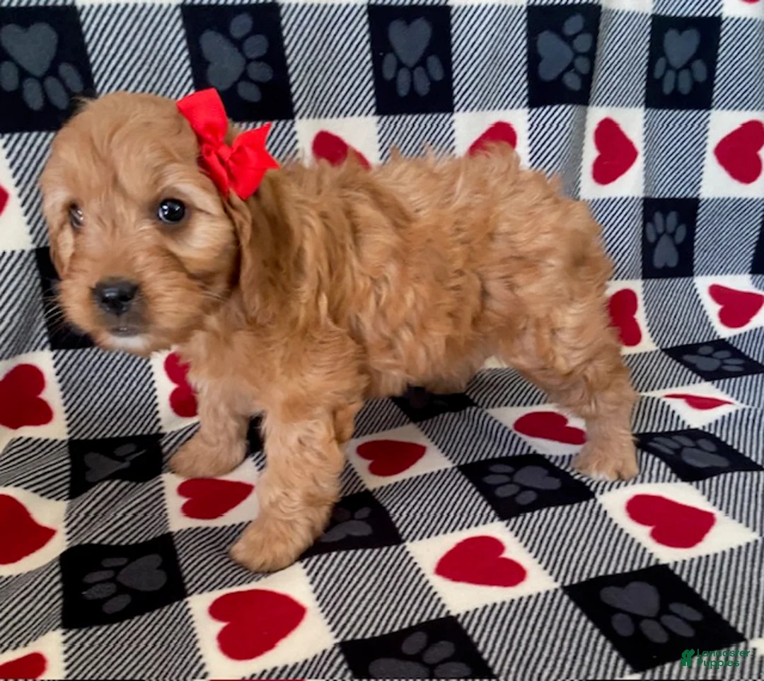 Mini Goldendoodle dogs for sale: Diamond- mini/ medium - Ad 4