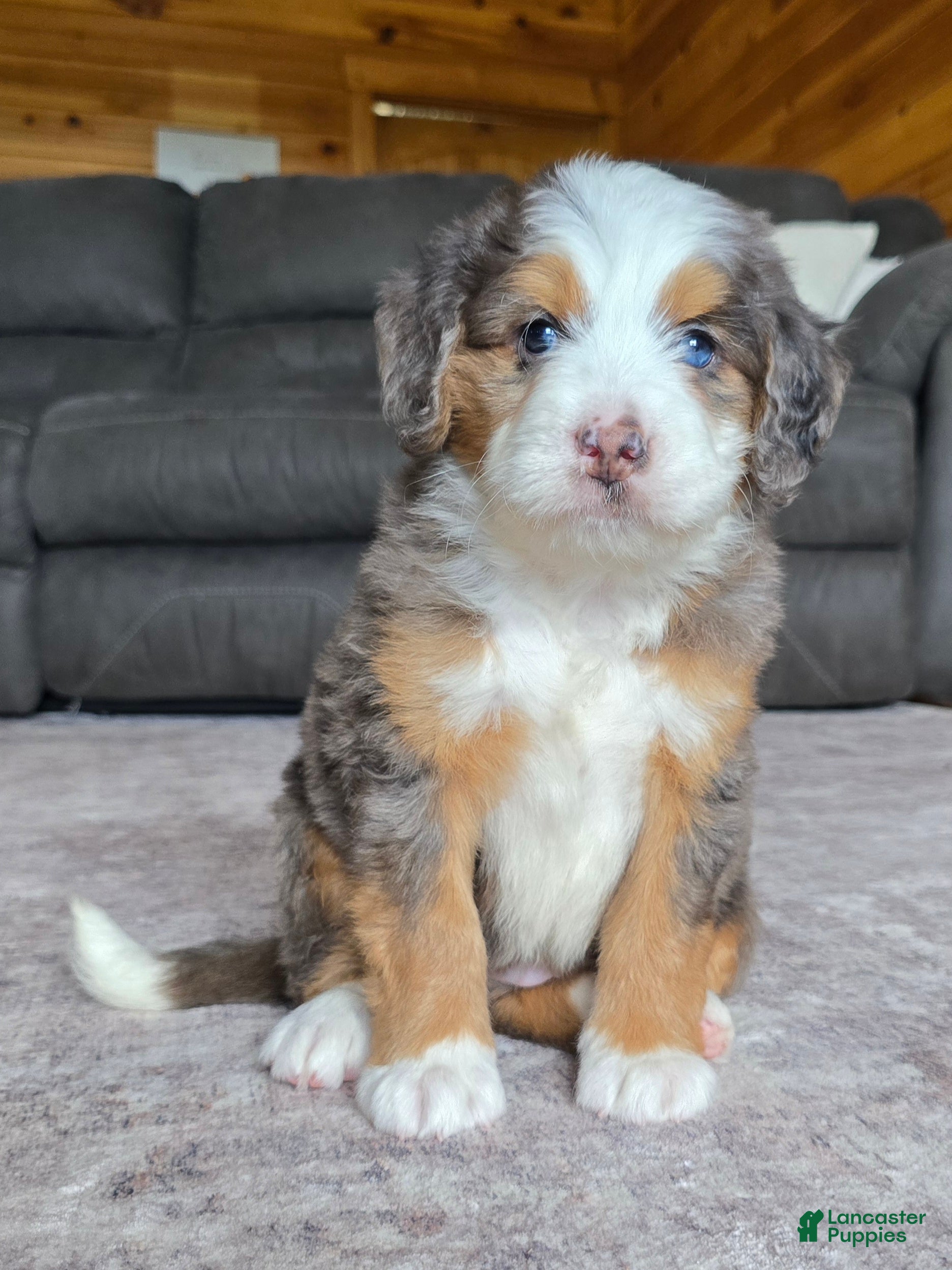 Mini Bernedoodle dogs Mini Tate - Ad 2