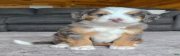 Mini Bernedoodle dogs for sale: Mini Tate - Ad 2