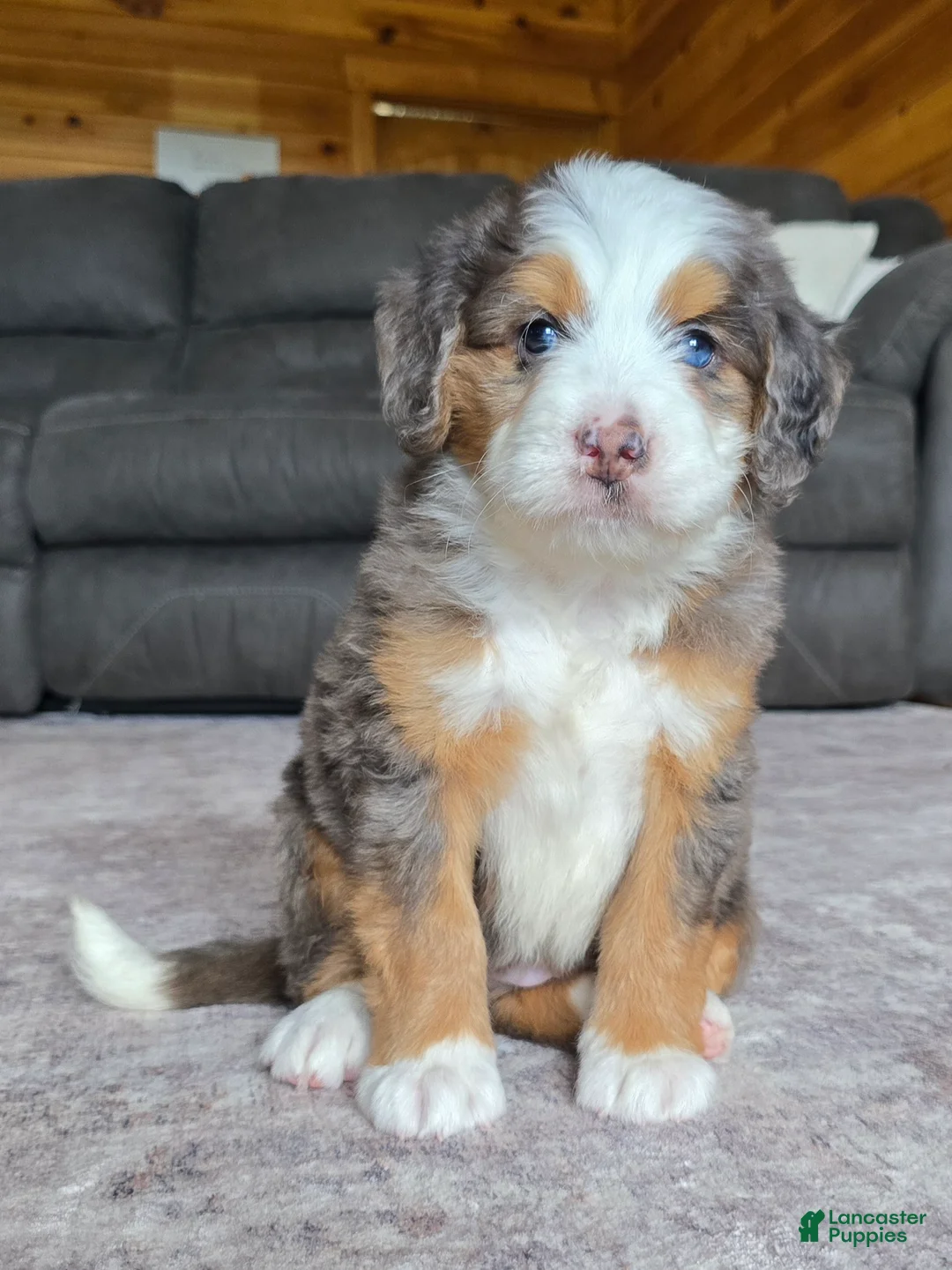 Mini Bernedoodle dogs for sale: Mini Tate - Ad 2