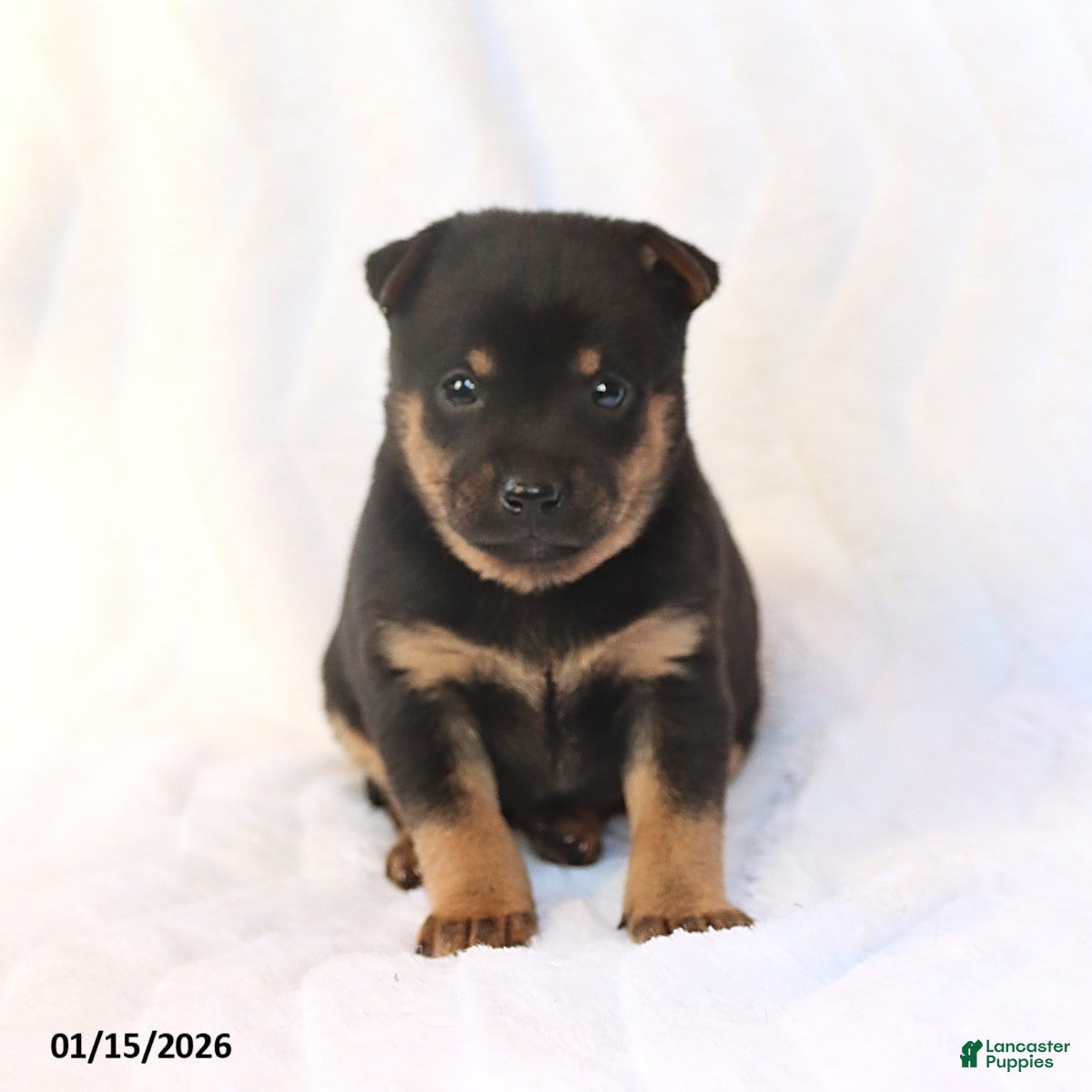 Mixed Breed dogs Kai  - Ad 2