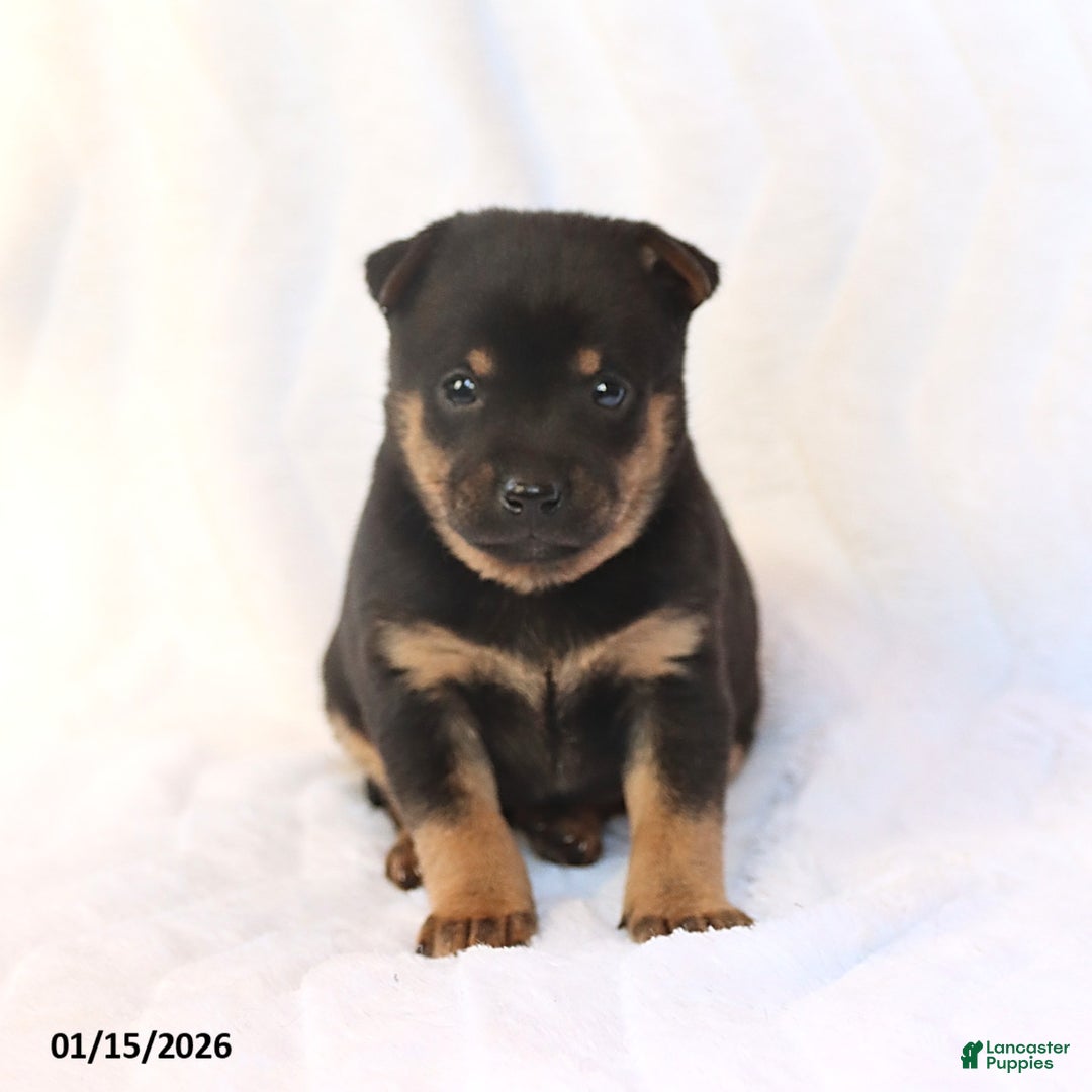 Mixed Breed dogs for sale: Kai  - Ad 1