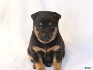 Mixed Breed dogs Kai - Ad 13