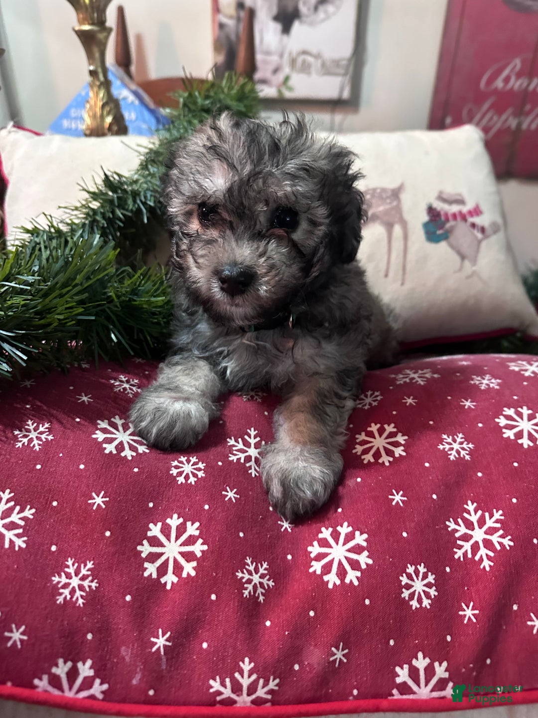Maltipoo dogs for sale: Maltipoo Puppy 4 - Ad 1