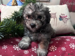 Maltipoo dogs Maltipoo Puppy 4 - Ad 24