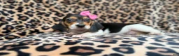 Beagle dogs for sale: Winnie - Ad 2