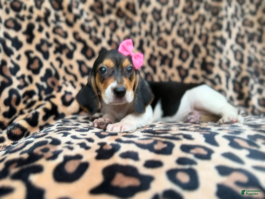 Beagle dogs for sale: Winnie - Ad 2