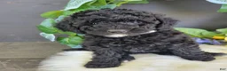 Bichpoo dogs for sale: Miss Ellen - Ad 2