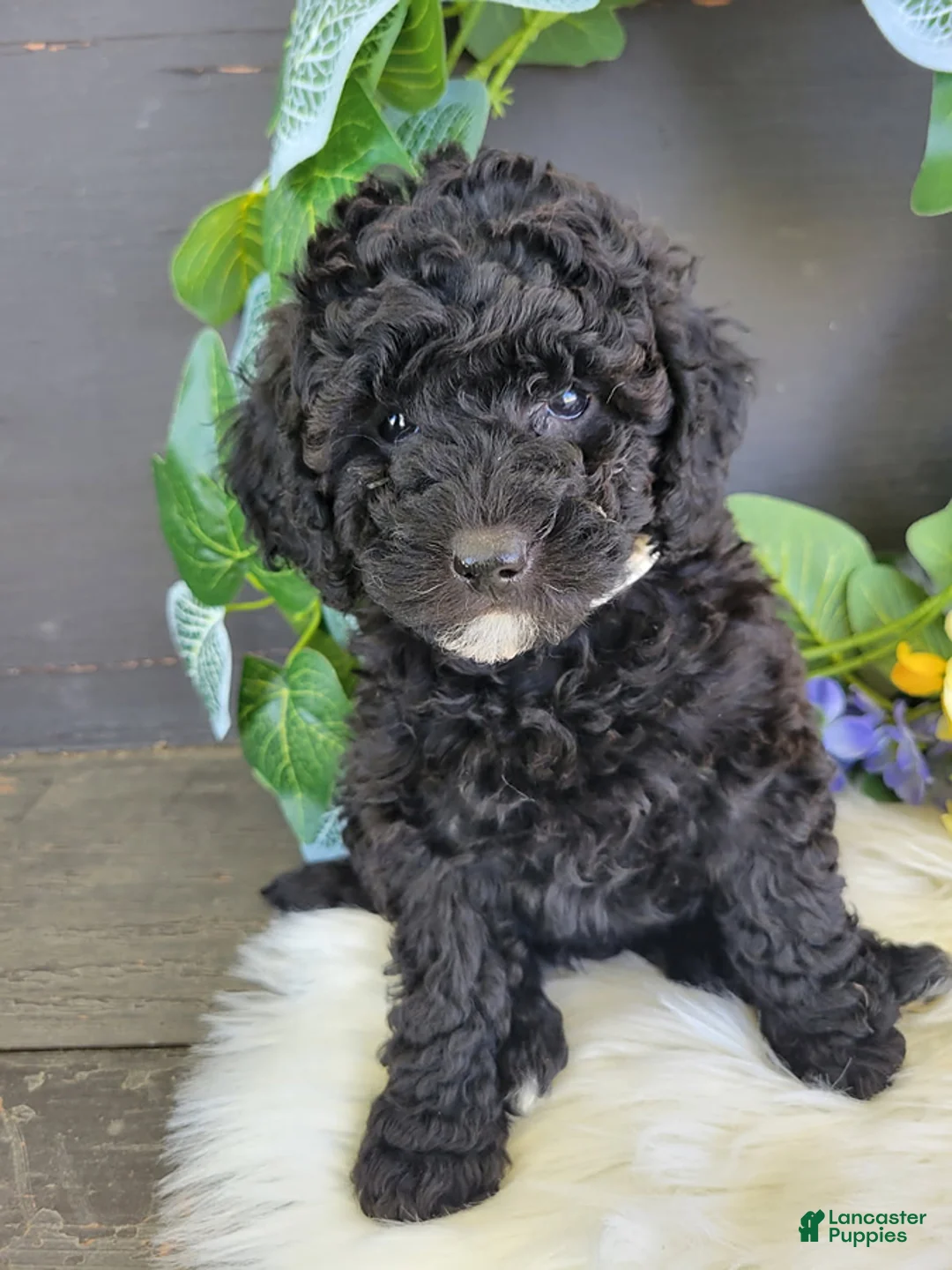 Bichpoo dogs for sale: Miss Ellen - Ad 2