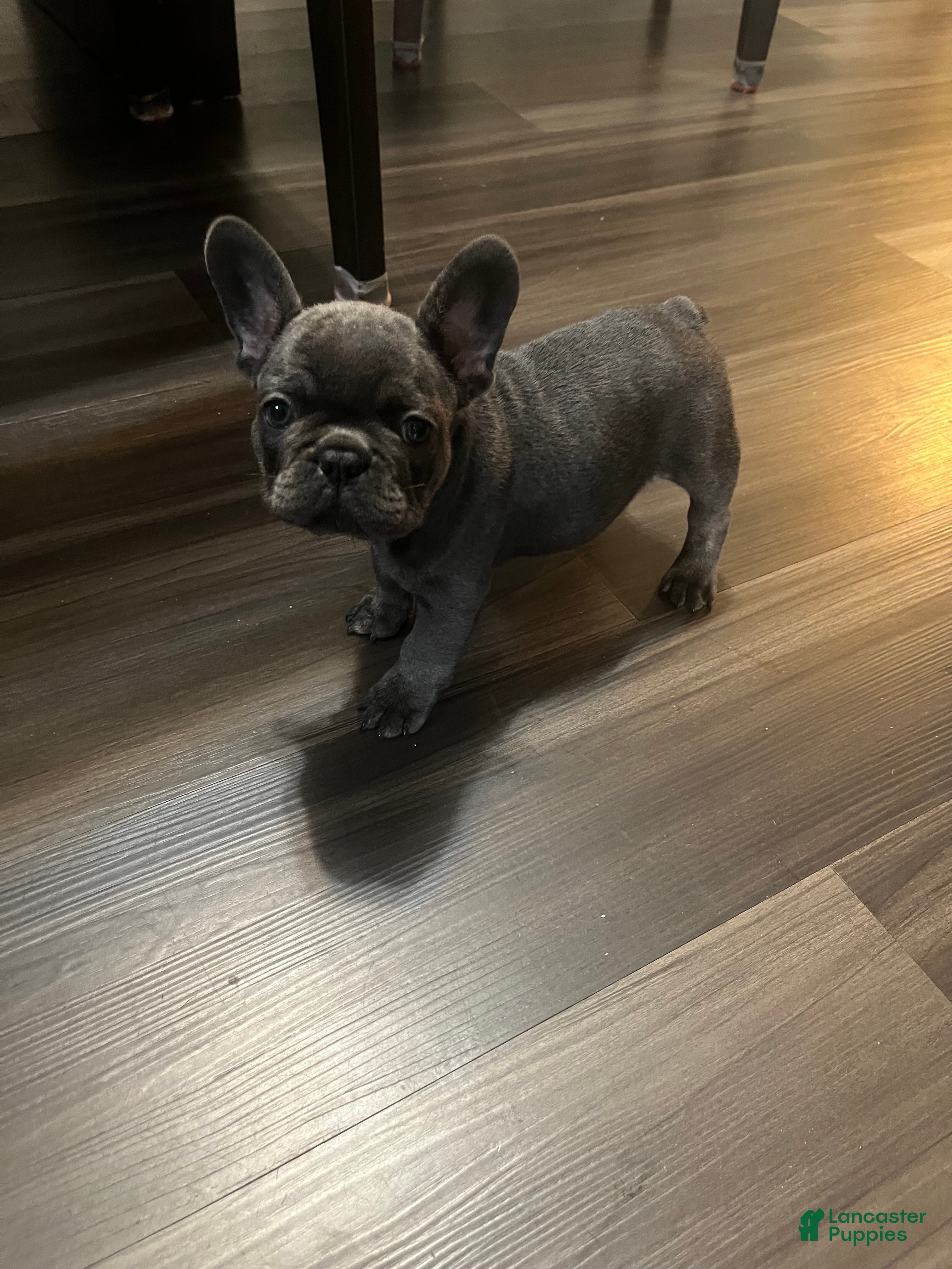 French Bulldog dogs for sale: French Bulldog 1 - Ad 28