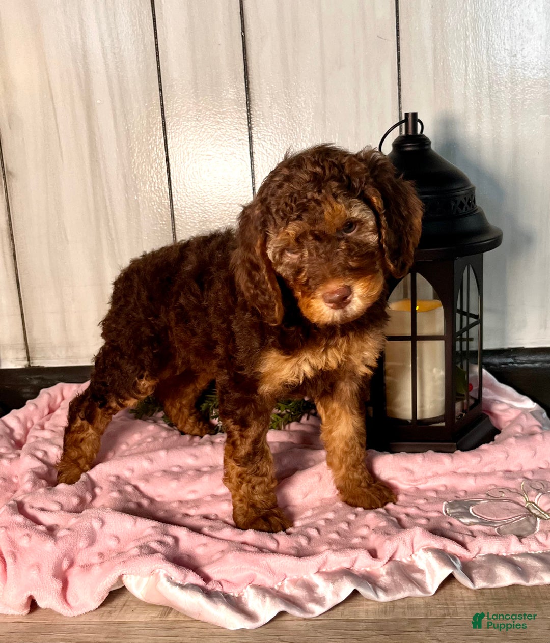 Standard Poodle dogs for sale: Mango🐾❤️AKC Genetic Tested🐾❤️6108066386 - Ad 1