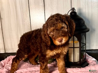 Standard Poodle dogs Mango🐾❤️AKC Genetic Tested🐾❤️6108066386 - Ad 14