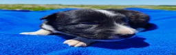 Border Collie dogs for sale: Giligan  - Ad 24