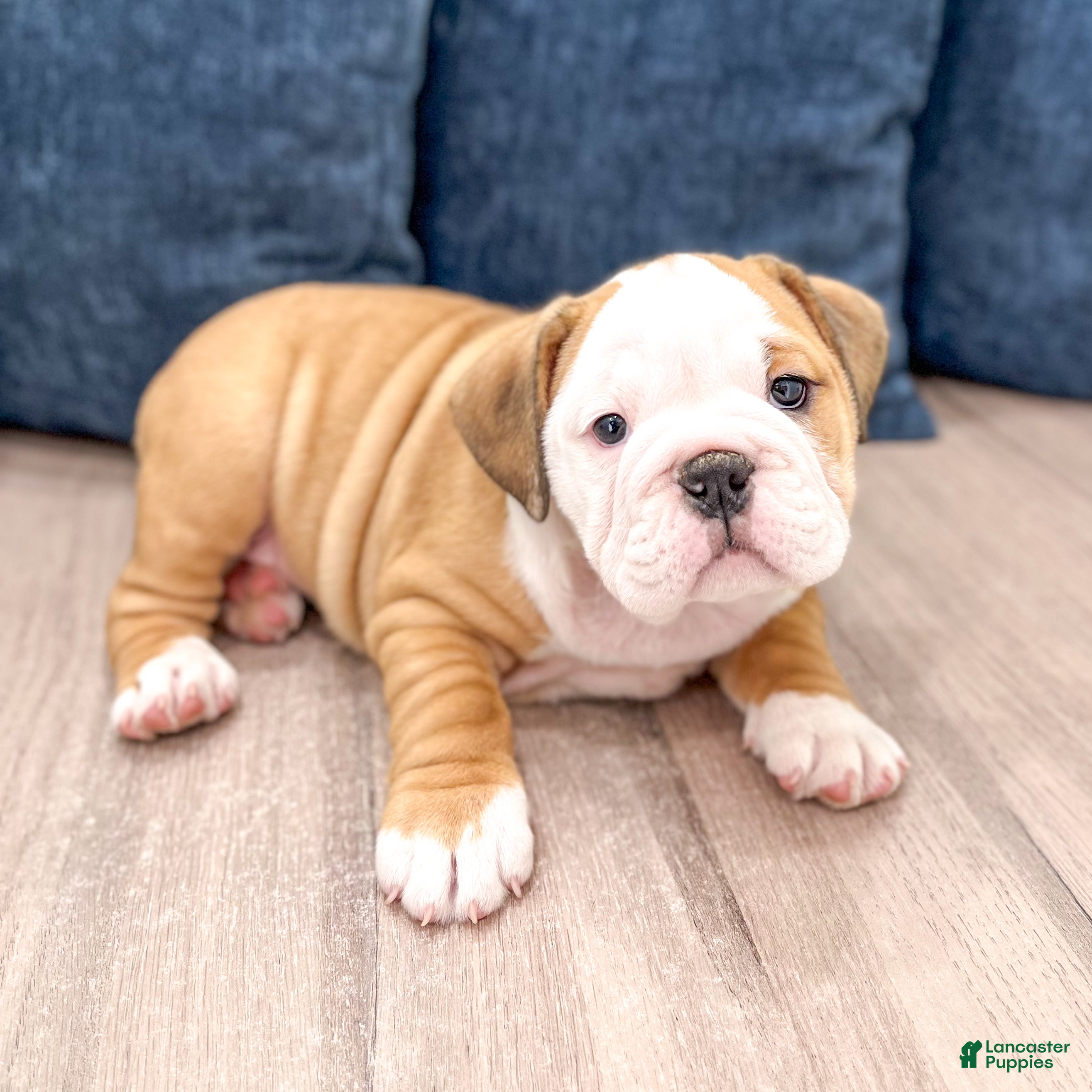 English Bulldog dogs Everest - Ad 2