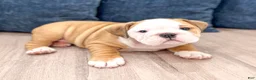 English Bulldog dogs for sale: Everest - Ad 2