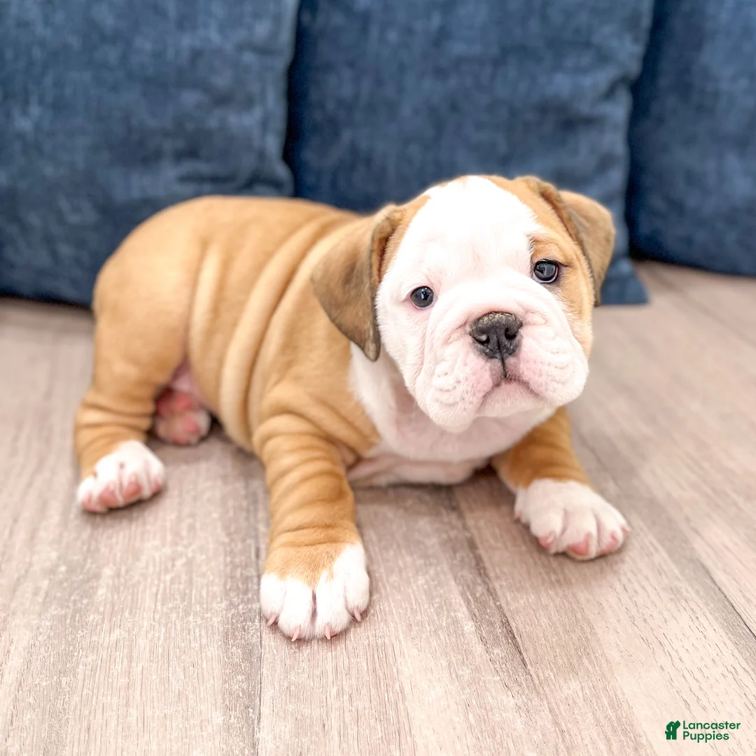English Bulldog dogs for sale: Everest - Ad 2