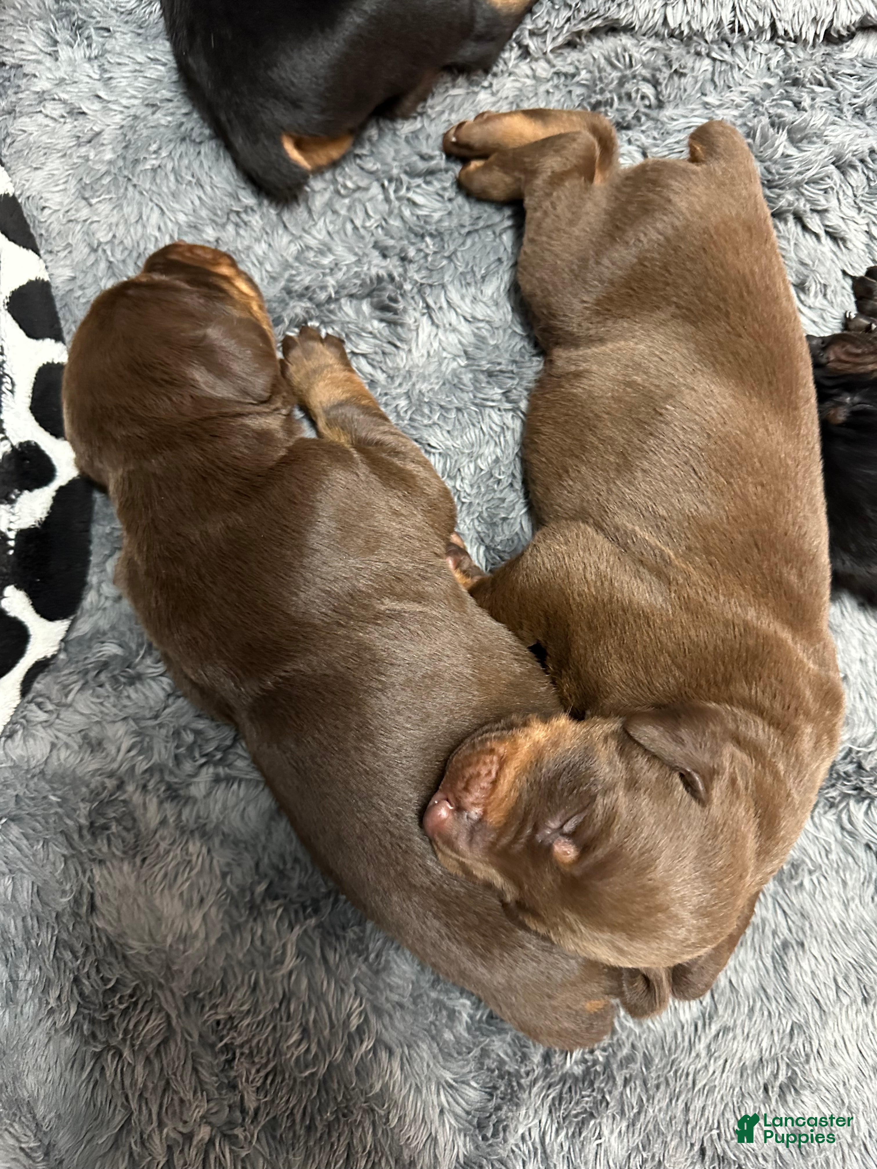 Doberman Pinscher dogs Doberman Pinscher Puppy 4 - Ad 40