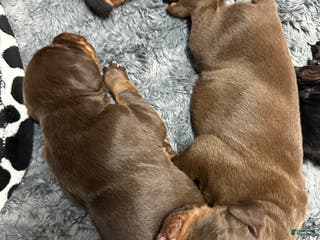 Doberman Pinscher dogs Doberman Pinscher Puppy 4 - Ad 40