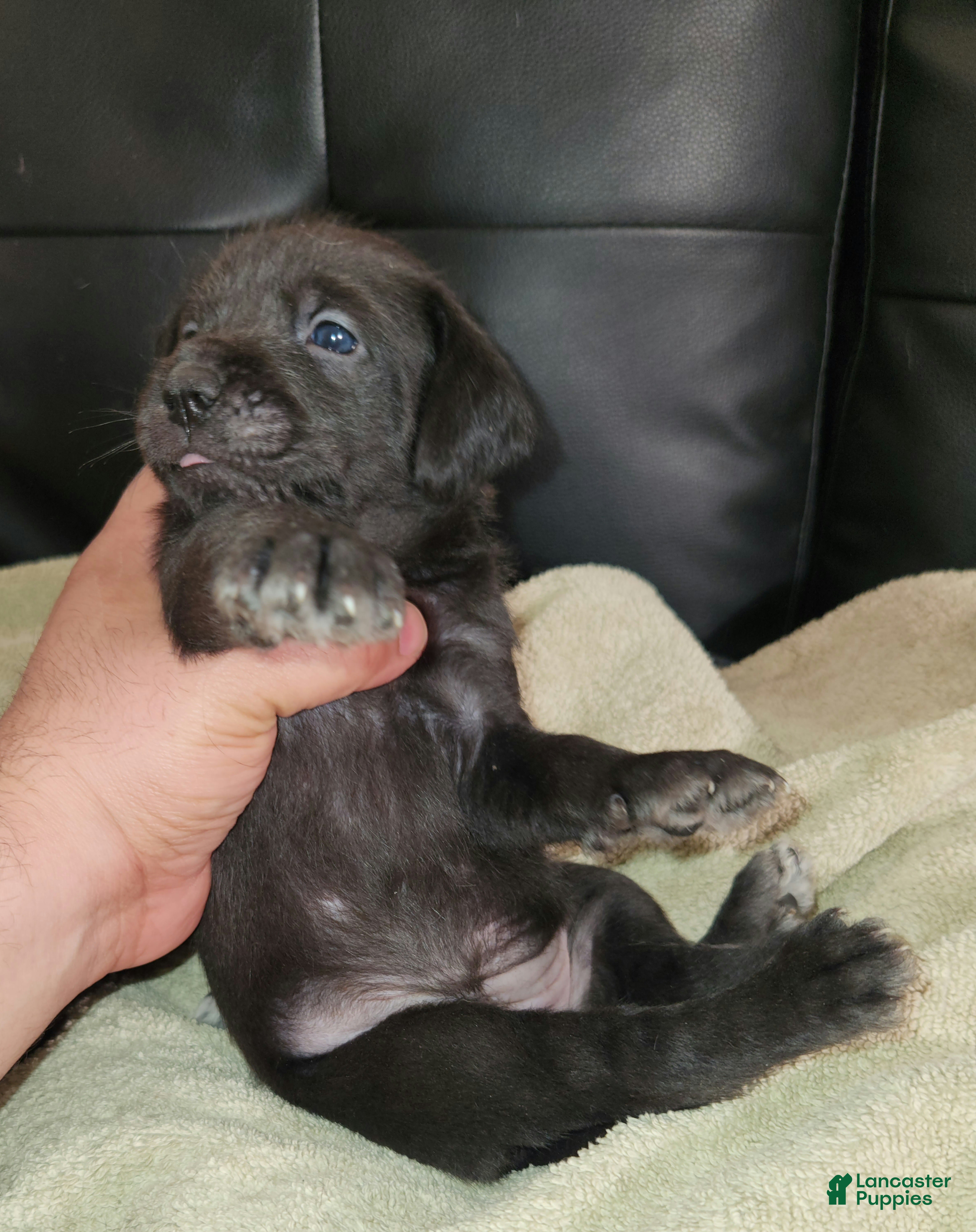 Mixed Breed dogs White Foot  - Ad 40