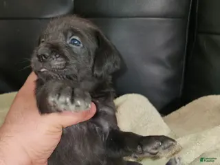 Mixed Breed dogs White Foot - Ad 4