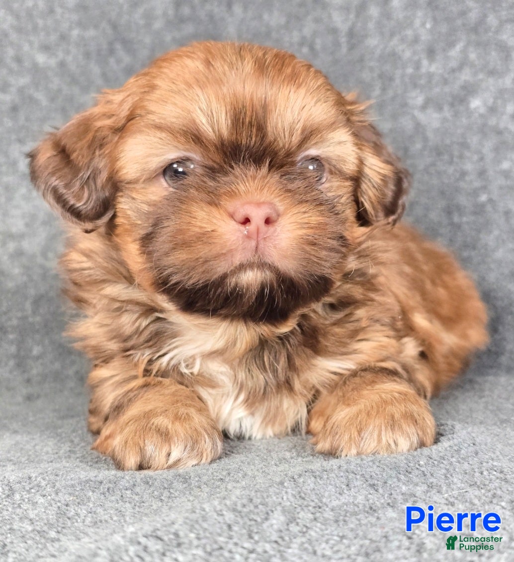 Shih Tzu dogs Pierre - Ad 21