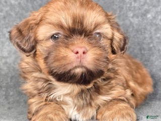 Shih Tzu dogs Pierre - Ad 1