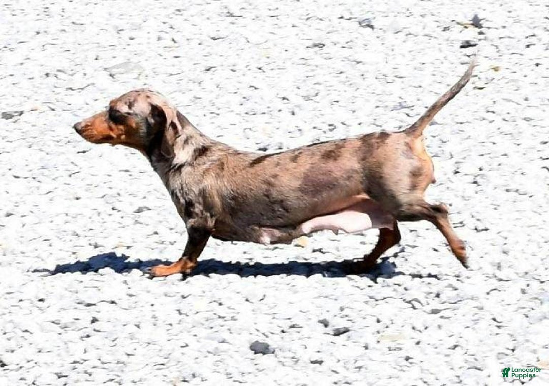 Miniature Dachshund dogs for sale: Bella - Ad 14
